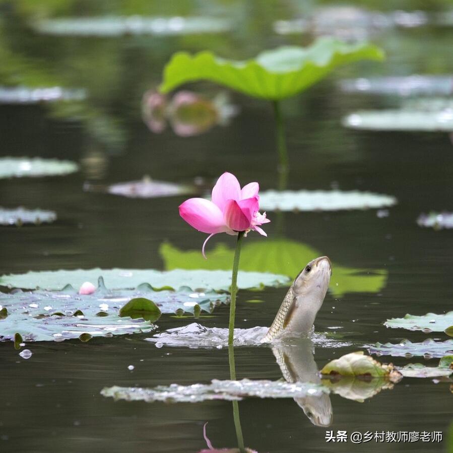小学一到六年级古诗词大全人教版,一年级语文古诗必背知识