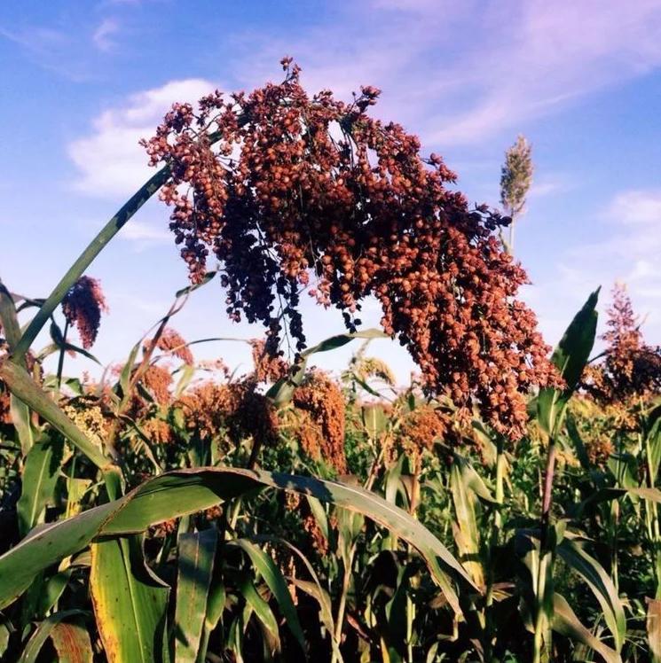 红了！红了！这些天的南充市嘉陵区龙蟠镇真的是“红遍天”了