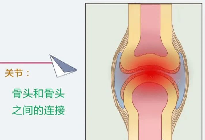 济南版八年级上册生物知识点归纳,八年级上册生物期末必考的知识点