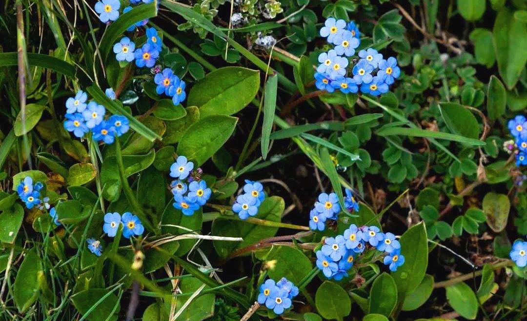 勿忘我做成干花,勿忘我做干花挂多久