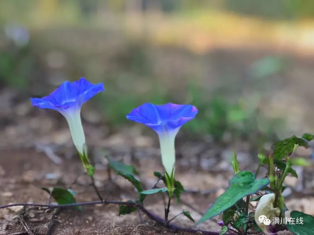 潢川双柳高山,潢川最高峰