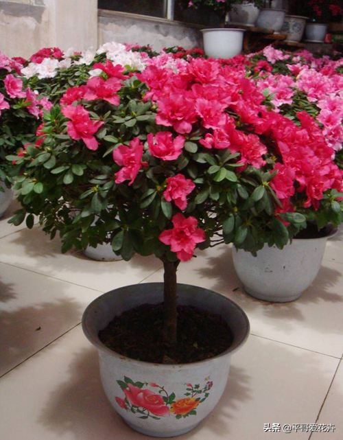 想要杜鹃开花怎么办,杜鹃如何度夏