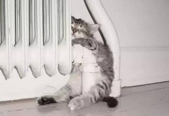 为什么养猫的人越养越多,养猫人越早知道对猫咪越好的事情