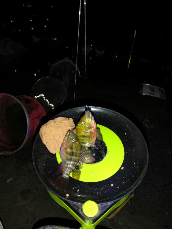 新手选鱼竿怎么选,新手怎么选鱼竿最合适