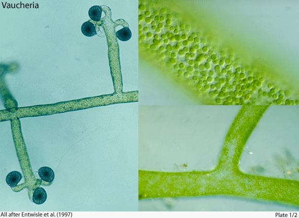 水产养殖藻类培养做法,水产养殖什么藻类最好