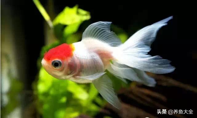 罕见最漂亮的金鱼图片,漂亮的金鱼图片大全