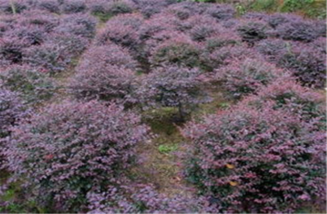 红檵木有多少种品种,檵木和红檵木的药用价值有啥区别