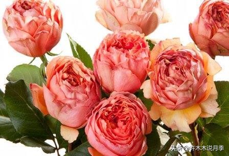 月季扦插发芽又枯萎是什么原因,月季扦插的都发芽了怎么就蔫了