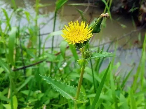 那些常见却叫不上名字的野花野草,常见的野花野草却是农家之宝
