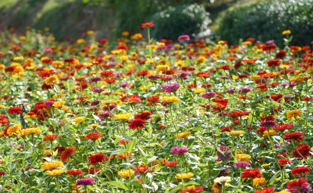 厦门最近哪里的花海最好看,江岭向日葵花海美成童话