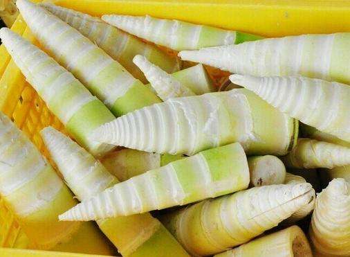 竹笋最著名的诗句,竹笋的诗句古诗带赏析