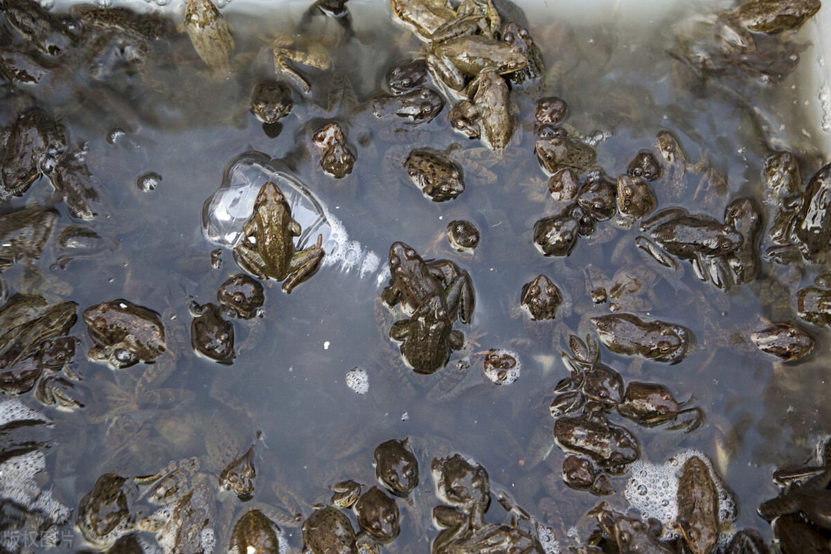 2015年林蛙多少钱一斤,2020年林蛙