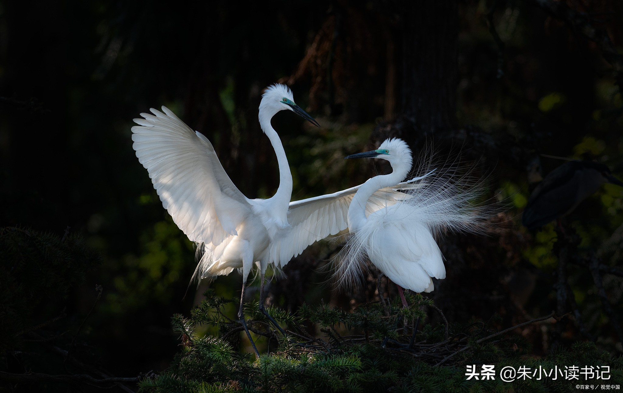 刚办完订婚宴，男方妈妈哭着劝儿子退婚