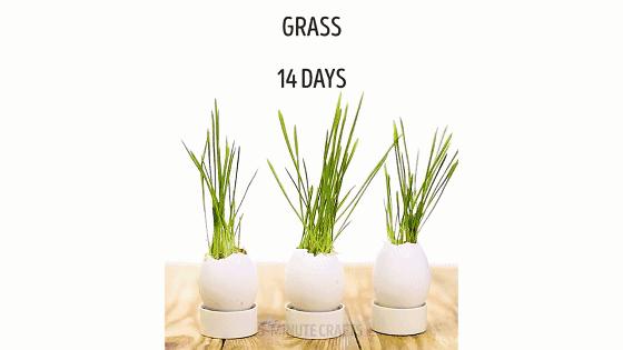 水培蔬菜家庭阳台种菜超简单,不用土在家种菜简单方法