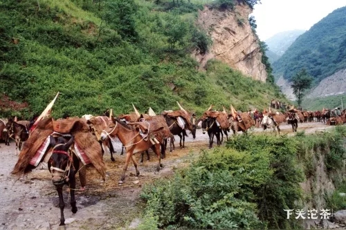 云南马帮沱茶进京带来的启示,云南马帮沱茶是真的吗