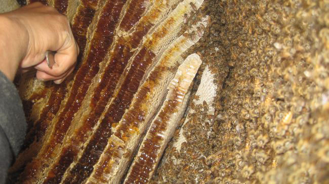 什么是野生蜂蜜,纯天然野生蜂蜜