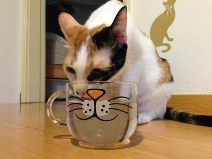 夏天猫咪怎么度过的,夏天猫咪怎么避暑旅游