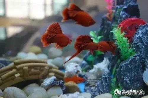 寓意好的观赏鱼名字大全,寓意吉祥观赏鱼锦鲤