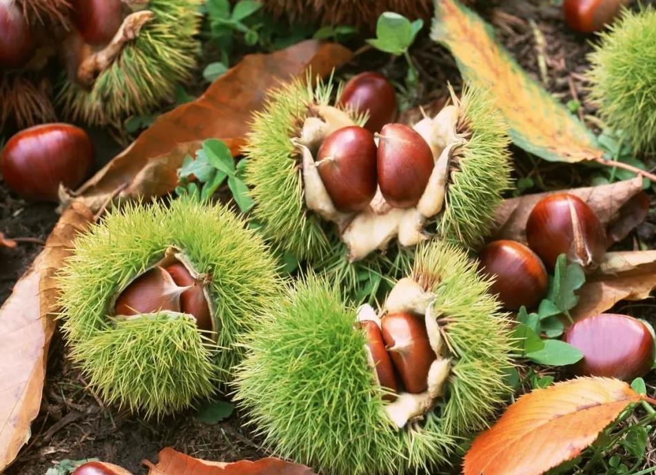 冻板栗怎么保存,煮熟的板栗怎么保存一晚