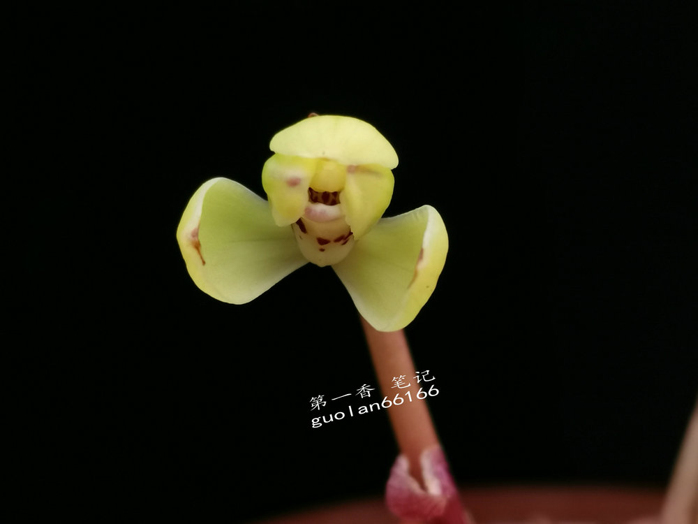 「花开欣赏」0340：春兰定缘梅单花竞开