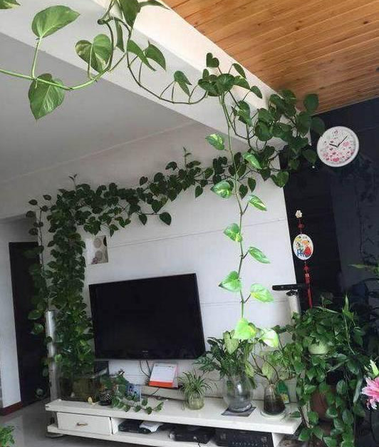 绿萝怎么样做才能好看呢,绿萝如何造型比较好看