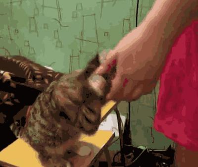 你认为猫咪可爱的表现,你认为猫咪丑到什么程度