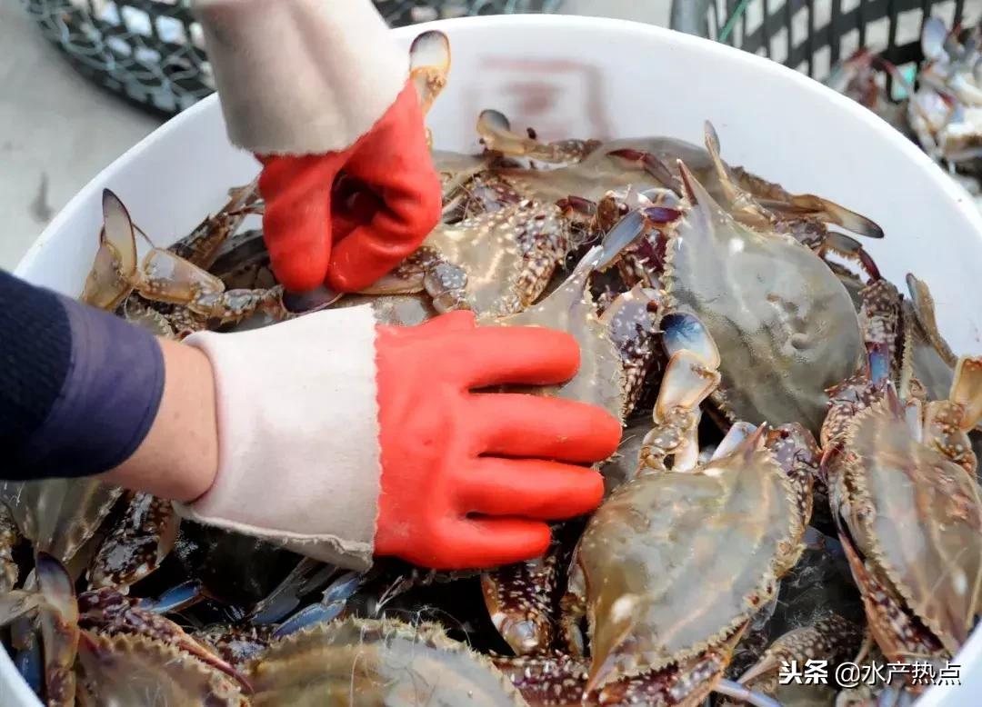 舟山梭子蟹为什么价格这么高,舟山梭子蟹价格为啥差那么多