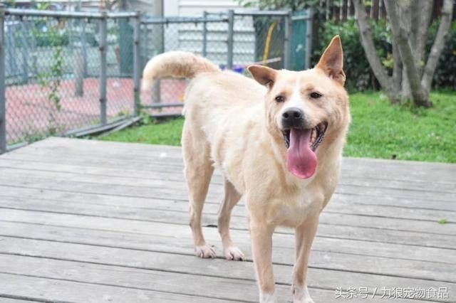 狗狗冷知识500条,狗狗柯基冷知识