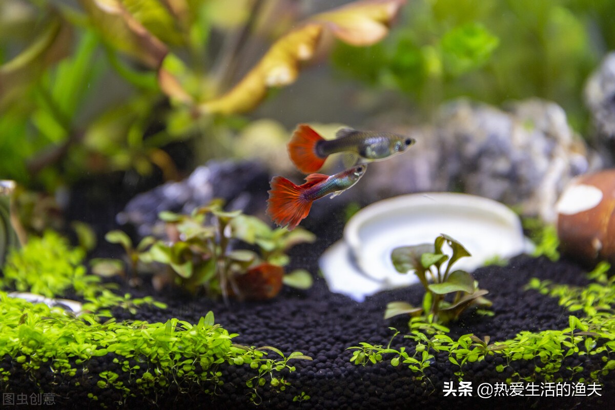 家里养的鱼蹭缸怎么办？