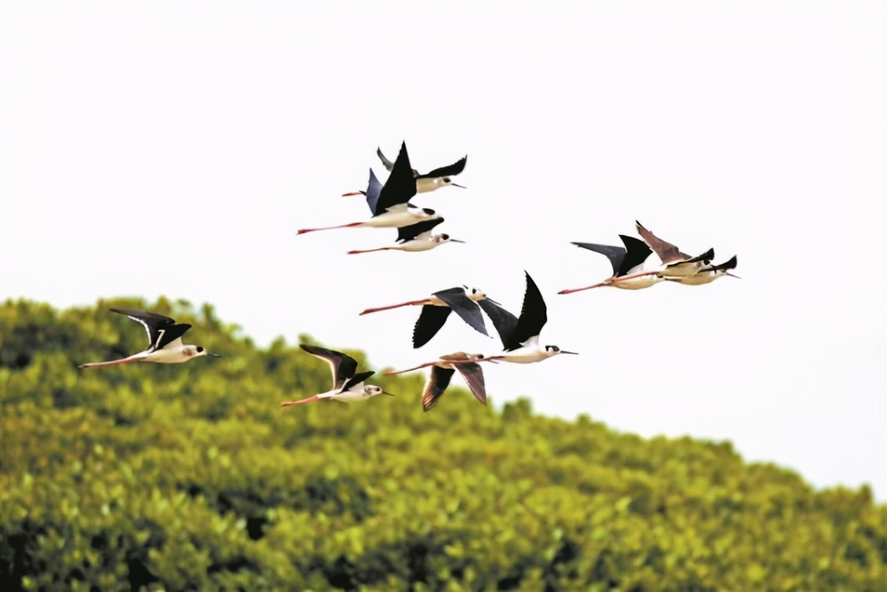 深圳志愿者帮助失联20年人回家,深圳志愿者公益活动