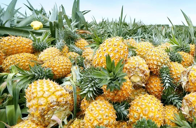 神湾菠萝和徐闻菠萝哪个好吃,广东湛江徐闻菠萝和别的菠萝区别