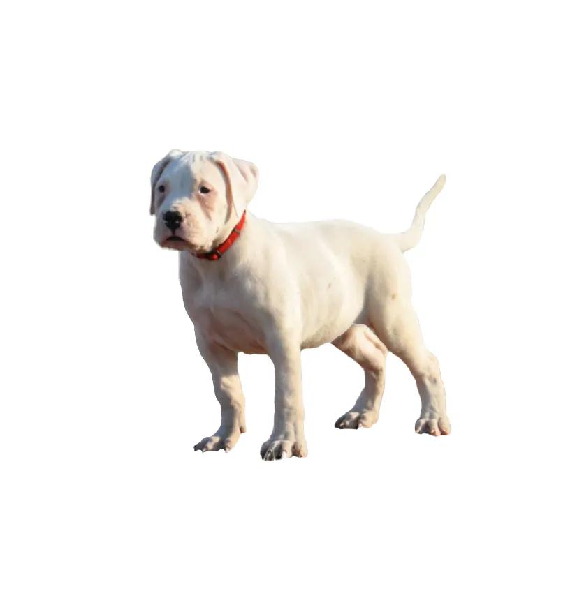 滨州48种烈性犬标准,滨州烈性犬最新规定