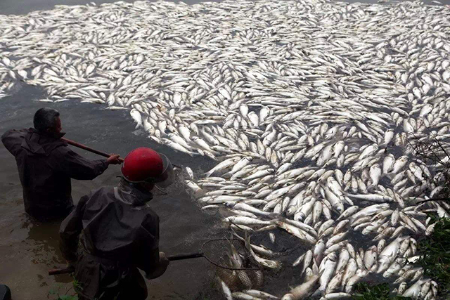 春季草鱼死得多怎么办,草鱼苗下塘总是死了怎么办呀