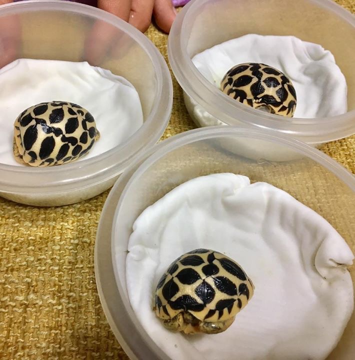 印度星陆龟能养吗,印度星陆龟如何养