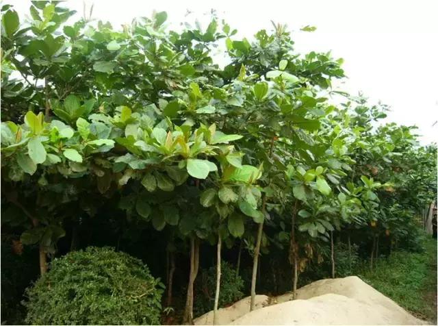 海南常见植物图解视频,海南的树木都有哪些名称