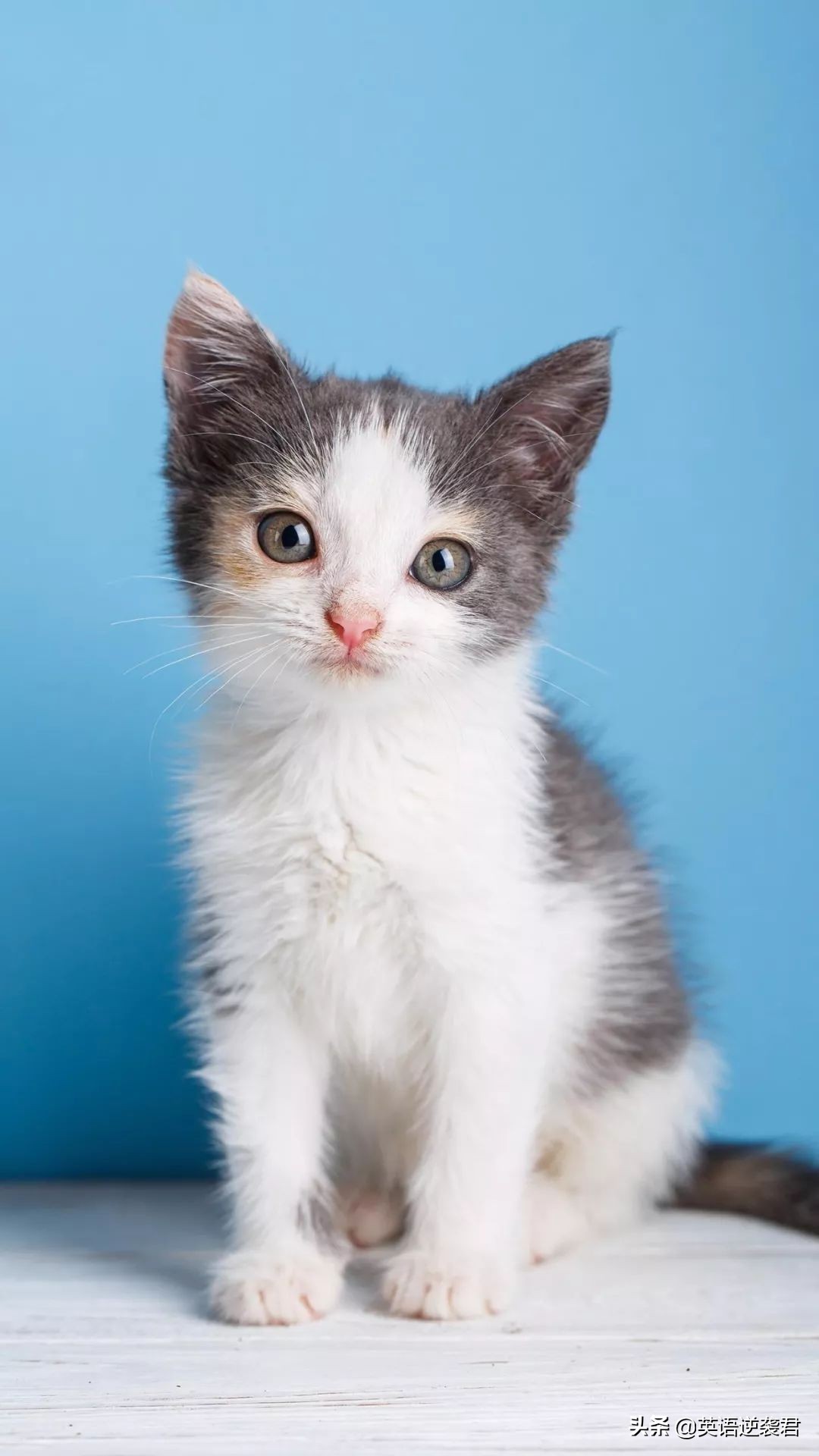 学英语好处与坏处的对比,学英语价值和意义