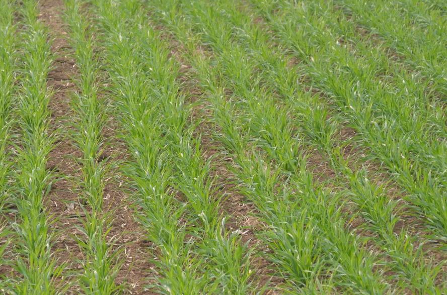 小麦播种土壤湿度过高怎么办,小麦出苗稀冬季怎么管理