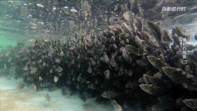 一条石斑鱼,一条石斑鱼一碗白饭