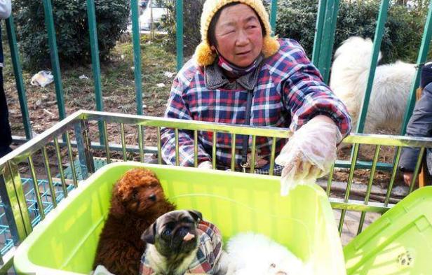 老祖宗选狗方法,挑选好狗最简单的办法