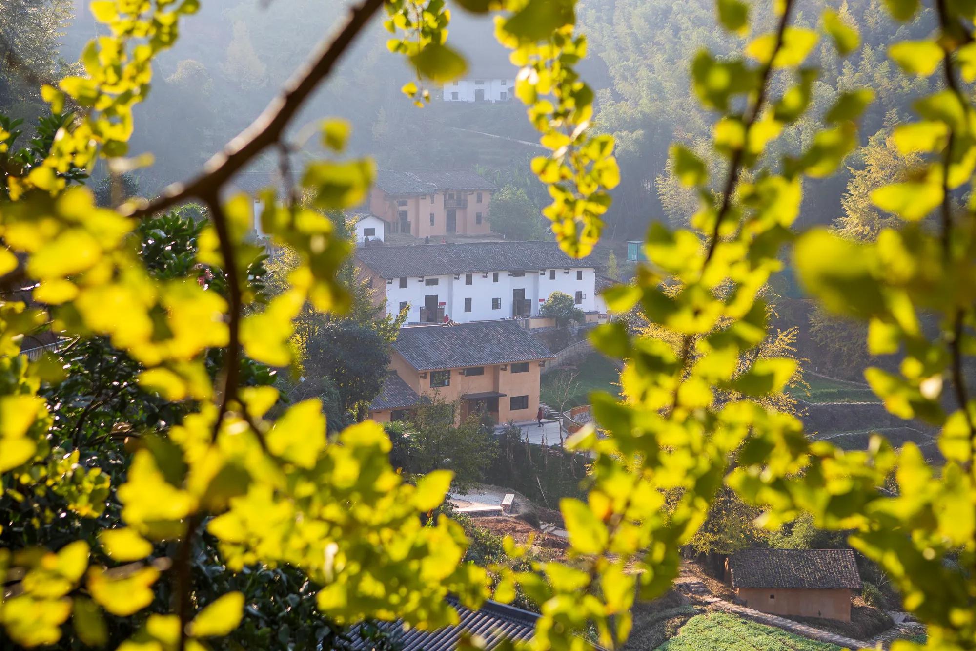 高岭古村银杏,高岭乡高岭村
