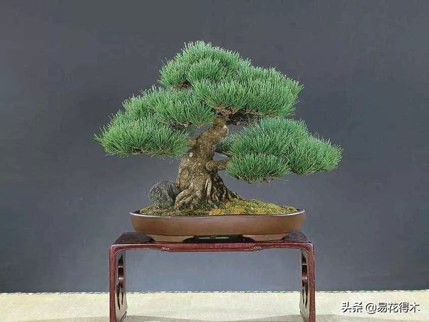 黑松盆景经典造型,日本黑松盆景培养技术