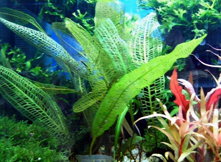 鱼缸养水草的主要作用是什么,鱼缸哪种水草好养养不死