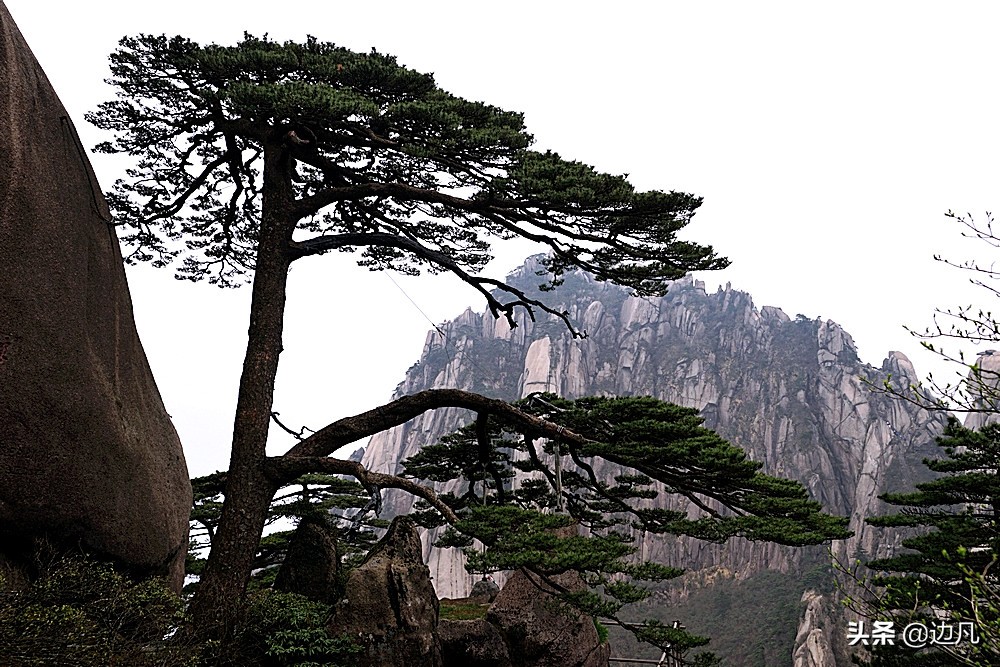 黄山迎客松是真树还是假树,黄山迎客松直播