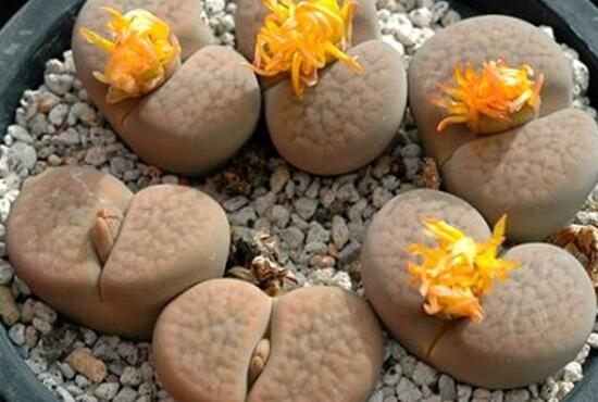 生石花怎么养,生石花的养殖方法和注意事项