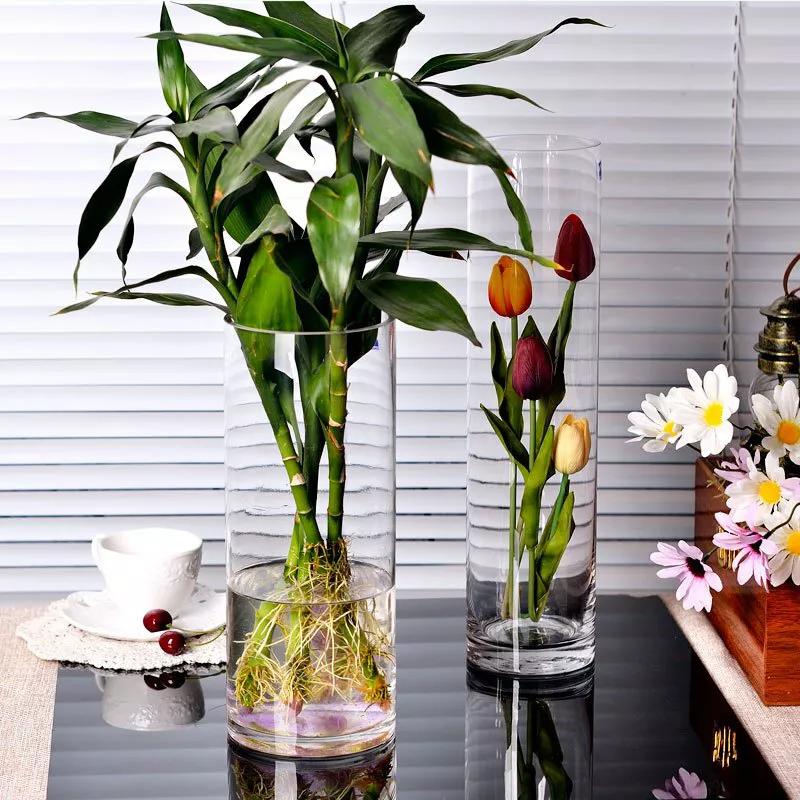 富贵竹没长根叶子黄什么原因,富贵竹根系挺好就是叶片不翠绿