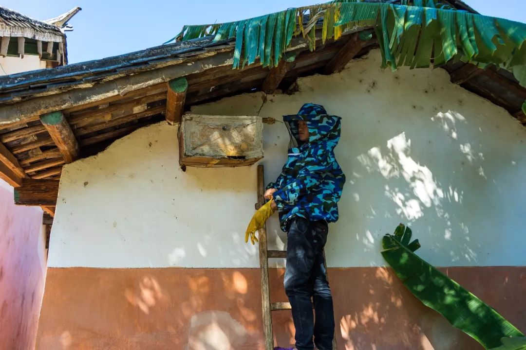 土蜂蜜取蜜全过程,土蜂蜜正确取蜜方法