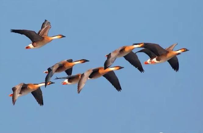 美洲雁养殖方法和注意事项,幼雁怎么养