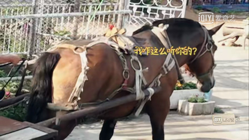 魏大勋孟宴臣圈粉多少,魏大勋最近新综艺节目