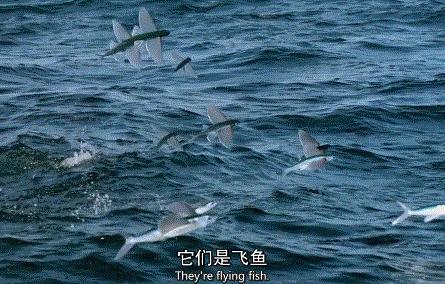 bbc高分精品纪录片极简主义,bbc纪录片推荐大片9.0以上评分