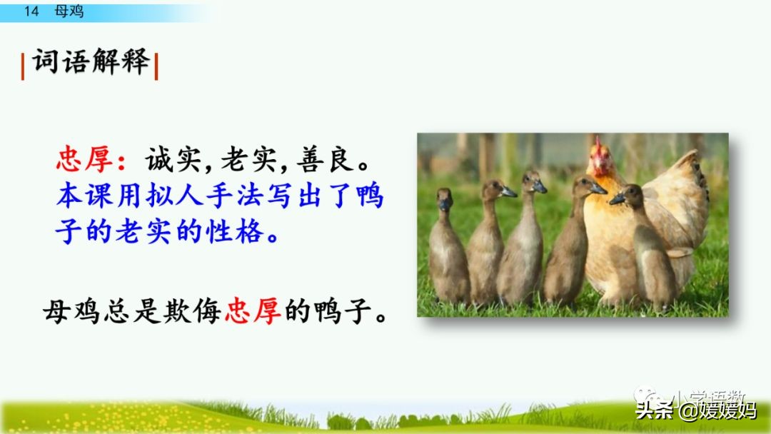 四年级下册第13课小练笔仿写母鸡,四年级下册14课母鸡的预习完整版